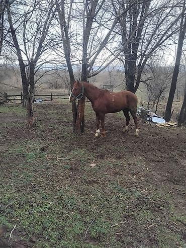 Продам с/х животных: Продаю | Жеребец | Дончак | Рабочий | Осеменитель — 2