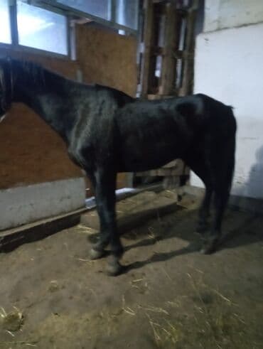 Аквариумы: Продаю | Кобыла (самка) | Полукровка | Конный спорт | Племенные — 3