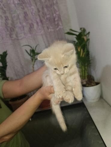 котенок шиншилла цена: Котята домашние, окрас: - дымчато‑серый с белым «галстуком» на груди - — 4