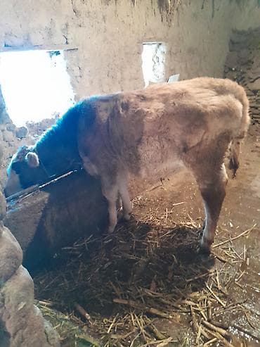 ящик для белья: Продаю | Тёлка | На откорм | Привязанные — 5