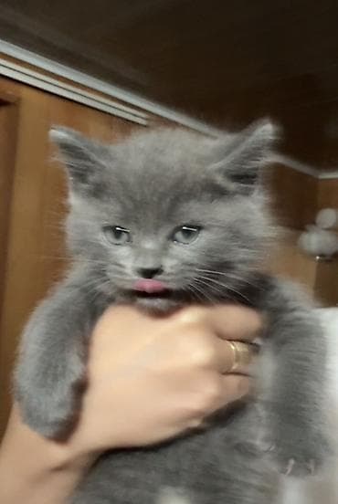 Животные: Ищем любящих родителей для Британских котят🥹❤️ Им 1,5 месяца уже — 3