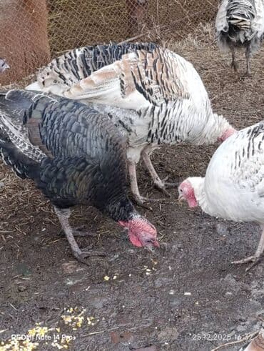 породы кур: Продаю | Индюшка (самка), Индюк (самец) | Полукровка | Для разведения | Племенные — 8