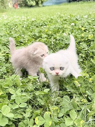 Шотландские вислоухие котята - Порода: Scottish Fold (вислоухие) -