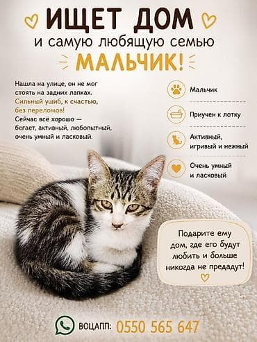 Үй жаныбарлары: Мышык бекер берилет: Породасыз, Эркек, Лотокко барууга үйрөтүлгөн — 1