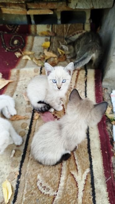 Отдам котят бесплатно в хорошие руки