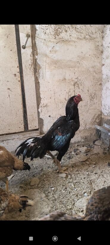 Продаю | Петух | Бойцовая | Для разведения