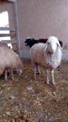 продам бу оборудование для птицефабрики: Продаю | Ягненок, Баран (самец) | Полукровка | На забой, Для разведения, Для шерсти | Кастрированные — 3