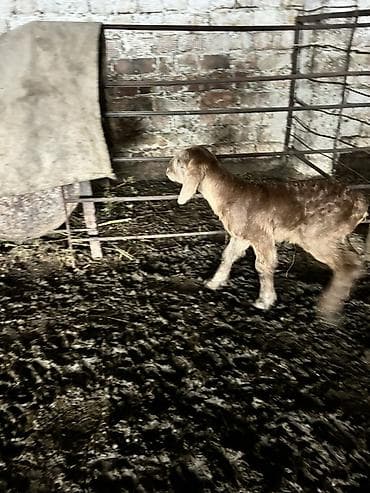 Животные: Продаю | Ягненок | Полукровка | Для разведения | Племенные — 2