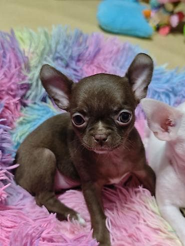 Животные: 🐾 Ищете настоящего породистого чихуахуа? ✨ В продаже клубные щенки — 2