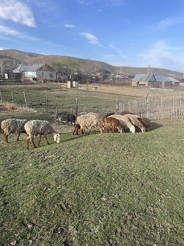 Кочкорлор, койлор: Сатам | Ургаачы кой (ургаачы) | Көбөйтүү үчүн | Ургаачы — 3