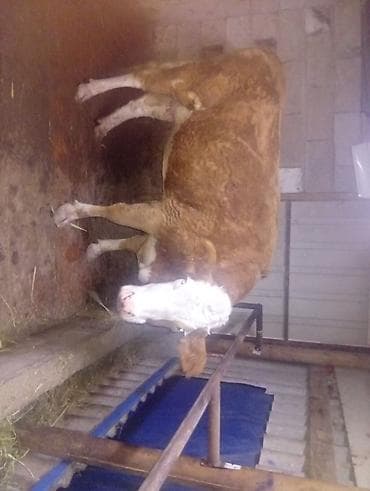 Другие животные: Продаю | Корова (самка) | Симментальская — 3