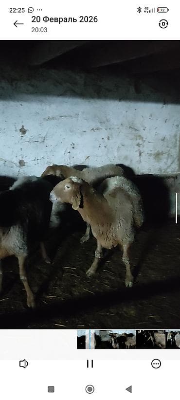 индюшата биг6: Продаю | Овца (самка) | Для разведения | Матка — 3