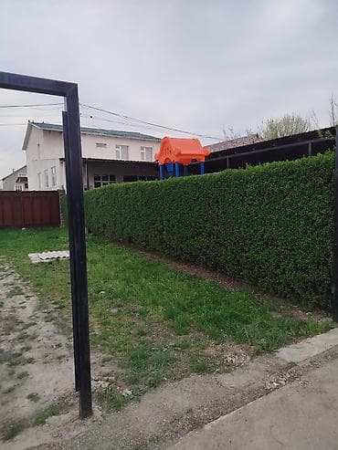 ежик живой: Живая изгородь из вечнозелёных кустарников (самшит/бирючина по типу — 3