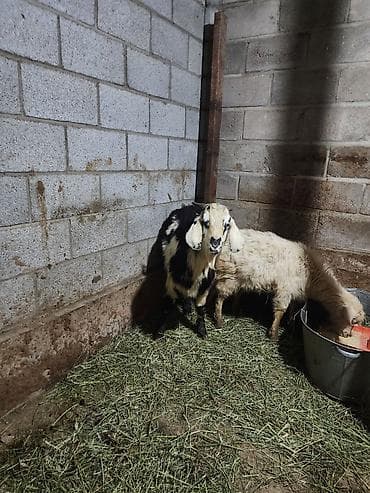 Баран, овца: Продаю | Козлёнок | Полукровка | Для разведения — 4