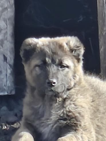 тазы собака: Алабай, 2 айлык, Ургаачы, Ит тегин тастыктоочу документ — 2