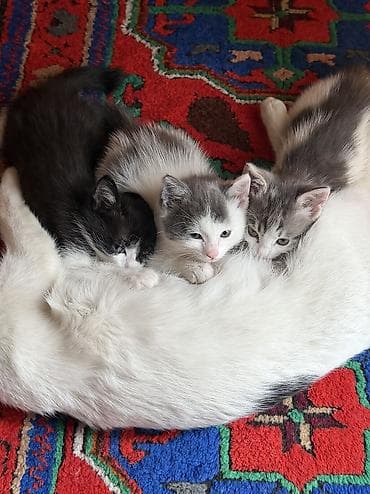 кошки сфинксы: Отдам котят в добрые руки ❤️ Котята домашние, окрас на выбор: - — 5