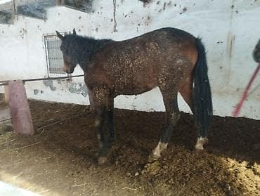 Продаю | Кобыла (самка) | Кара Жорго | На забой