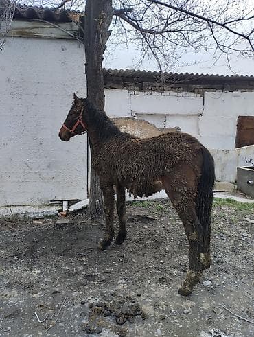 тук: Продаю | Жеребец | Рабочий | Племенные — 3