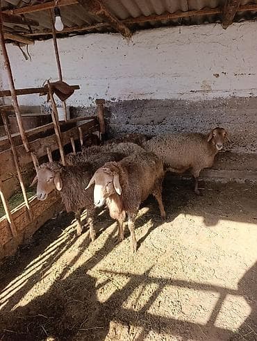 швицкая порода коров цена: Продаю | Овца (самка) | Для разведения | Матка — 4