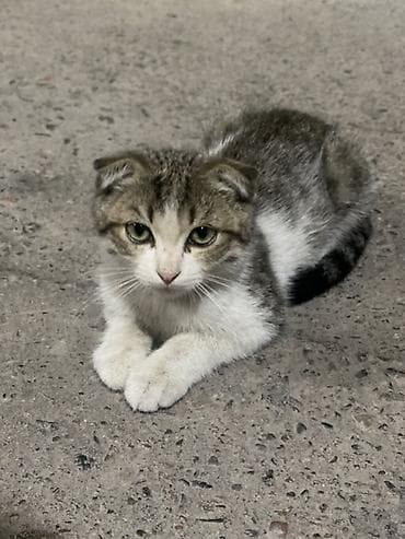 Үй жаныбарлары: Котёнок с короткими загнутыми ушками (тип «скоттиш-фолд» по внешнему — 1