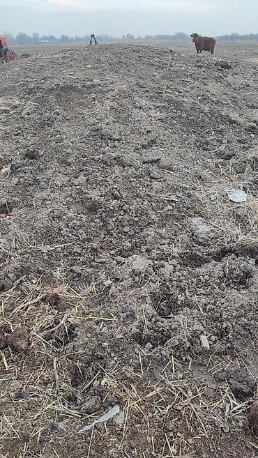 рисовой отруби: Продаю силос есть 35т Срочно цена 4сома только Оптом тонами — 3