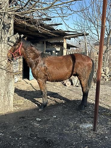 дончак продажа: Продаю | Кобыла (самка) | Дончак | Мерин — 7