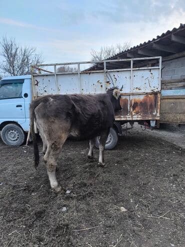 продажа щенков немецкой овчарки с документами в бишкеке: Бык мясного направления. - Окрас: темно-серый/бурый, белая отметина — 4