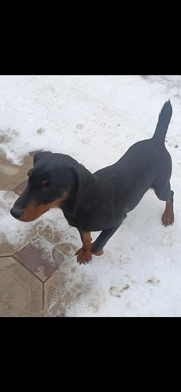 акита ину купить: Ягд-терьер Сука 2 года почти Привозная с Казахстана. Крови — 2