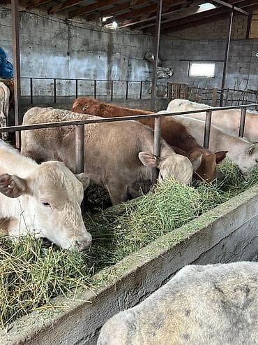 беркут птица: Продаю | Бык (самец) | На откорм — 4