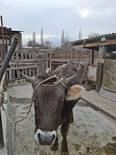 дойный апарат для коров: Продаю | Бык (самец), Тёлка | На забой — 3