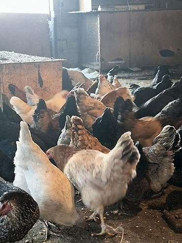 Аквариумы: Домашние куры и петухи — 7