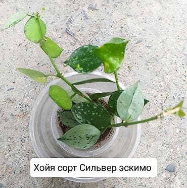 эвелины цветы: Продаю Хойя горшки двойные — 2
