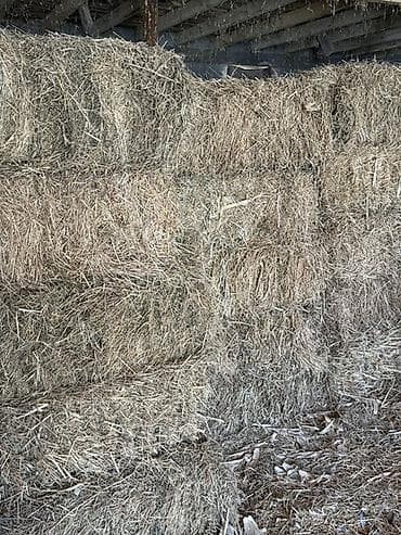 куры марьям бишкек: Беде сатылат
Клевер продается 3 кос — 3