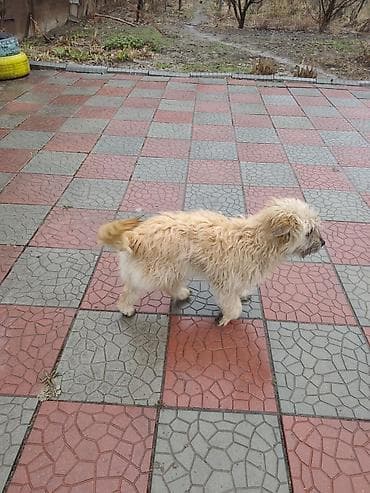 голубая вислоухая кошка: 7 месяцев, Самец — 10