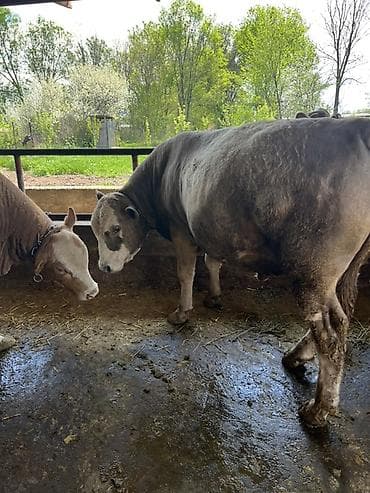 ангус бык: Продаю | Бык (самец) | Аулиекольская | На откорм, На забой, Для разведения | Привязанные — 3