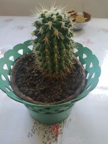 облепиха саженцы: Кактус 🌵 — 1