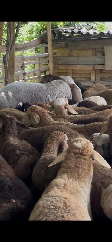 ечки кой: Продаю | Баран (самец) | Арашан | На забой, Для разведения — 4
