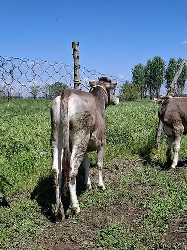 вака купить: Продаю | Бык (самец) | Швицкая | На откорм | Привязанные — 4