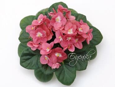 детки: В продаже детки,пасынки сортовых мини и полумини фиалок 🌺🌿🌺 — 10