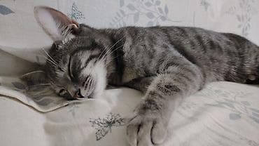 персидская кошка цена: Кошка даром: Беспородная, Девочка, Приучена к лотку — 4