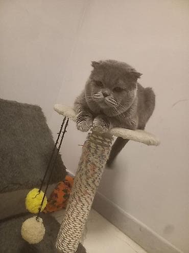 хомяк домашний купить: Скотиш Фолд (Шотландская вислоухая), 1 месяц, Девочка, Голубой, Приучена к лотку — 5