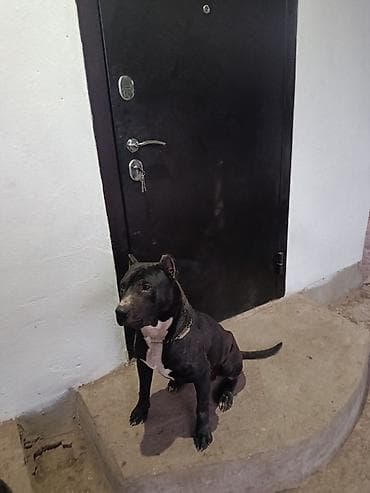 питбуль щенок черный: Вязка: Питбуль, Самец, 2 года, С прививкой, С родословной — 5