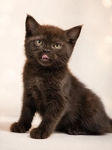 scottish fold: 🐾 Британские котята готовы к переезду! 🏡 Предлагаются очаровательные — 3