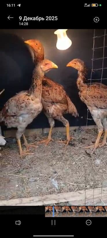 животные домашние: Продаю | Куры, Петух | Дакан | Для боев — 4