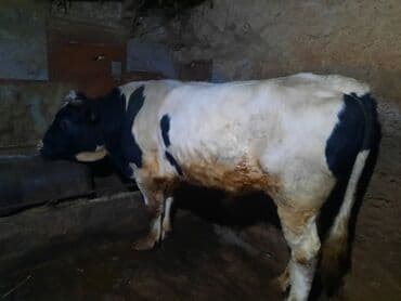 корм для домашних животных: Продаю | Бык (самец) | На откорм | Привязанные — 3