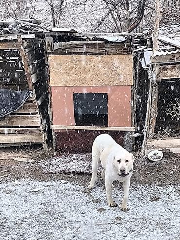 купить рыбу клоуна: Алабай, 1 год, Самец — 2