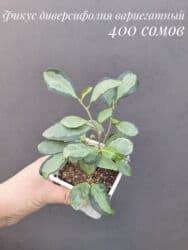 живые растения в аквариум купить: ● Комнатные растения (укоренённые черенки, молодые растения, взрослые — 10