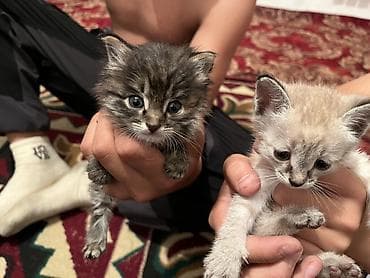 квочка куры: Продажа кошек — 5