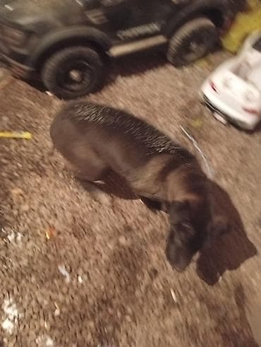 купить шпица в бишкеке: Спаниель с пидбулем, смесь,4 месяцев!!! — 2