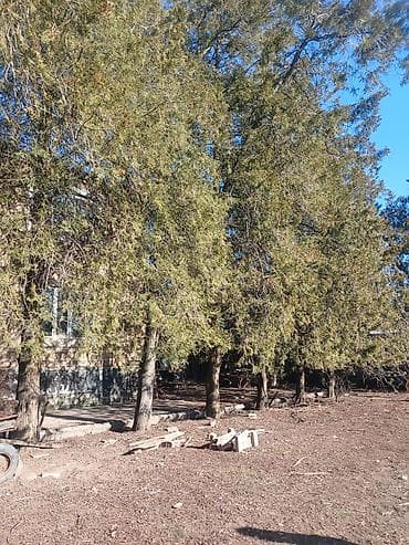 овощи лук: Саженцы деревьев: Туи, Самовывоз — 2